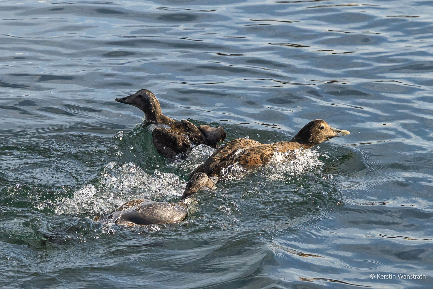 2025_09_Island_Teilnehmer-199