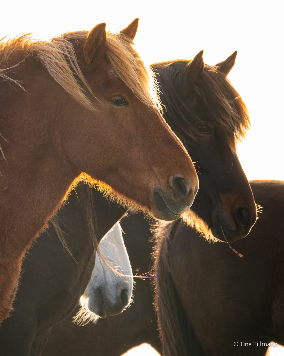 2025_09_Island_Teilnehmer-235