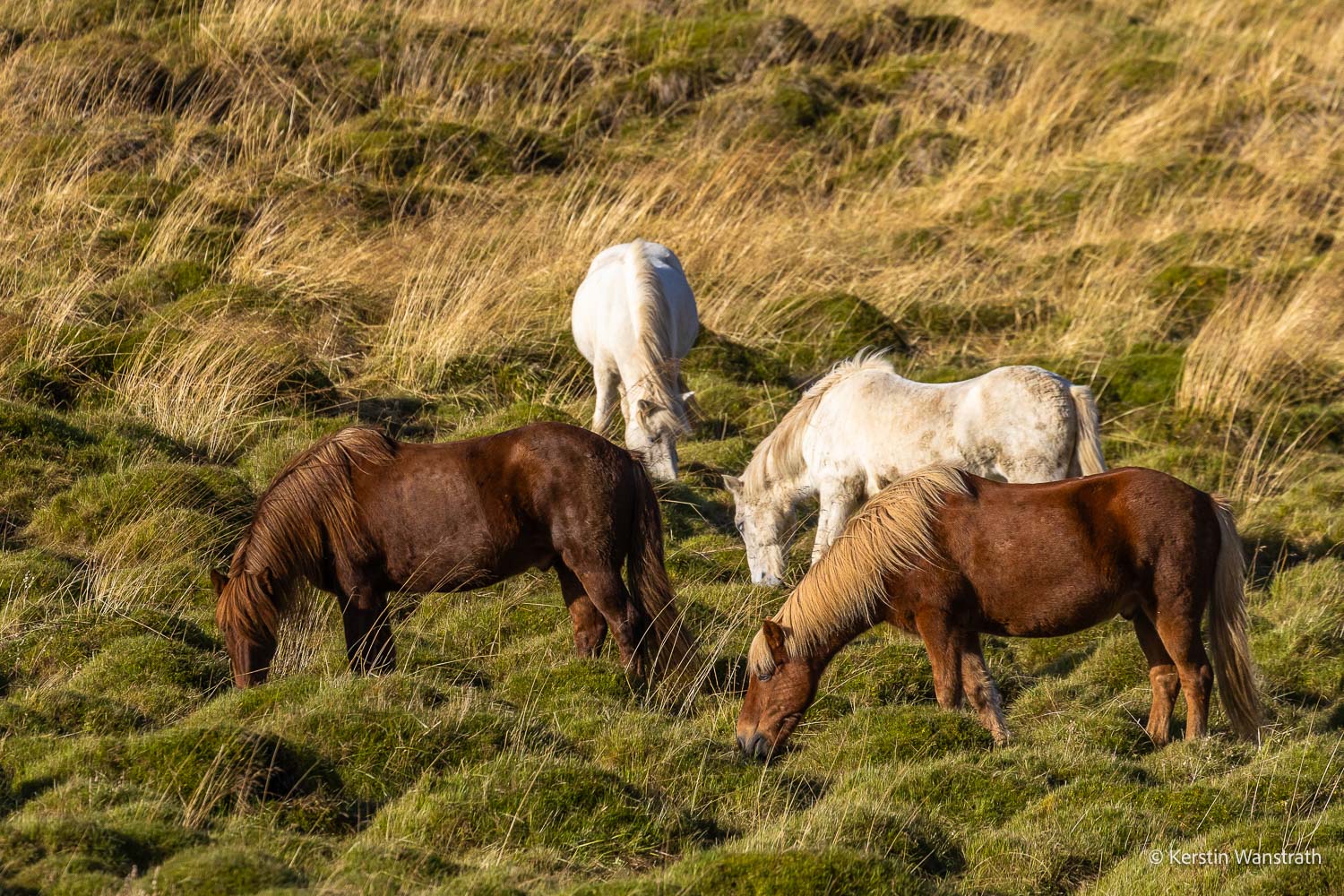 2025_09_Island_Teilnehmer-255