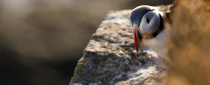 ein neugieriger Papageitaucher in West Island, Fotoreise Island mit Radmila Dier