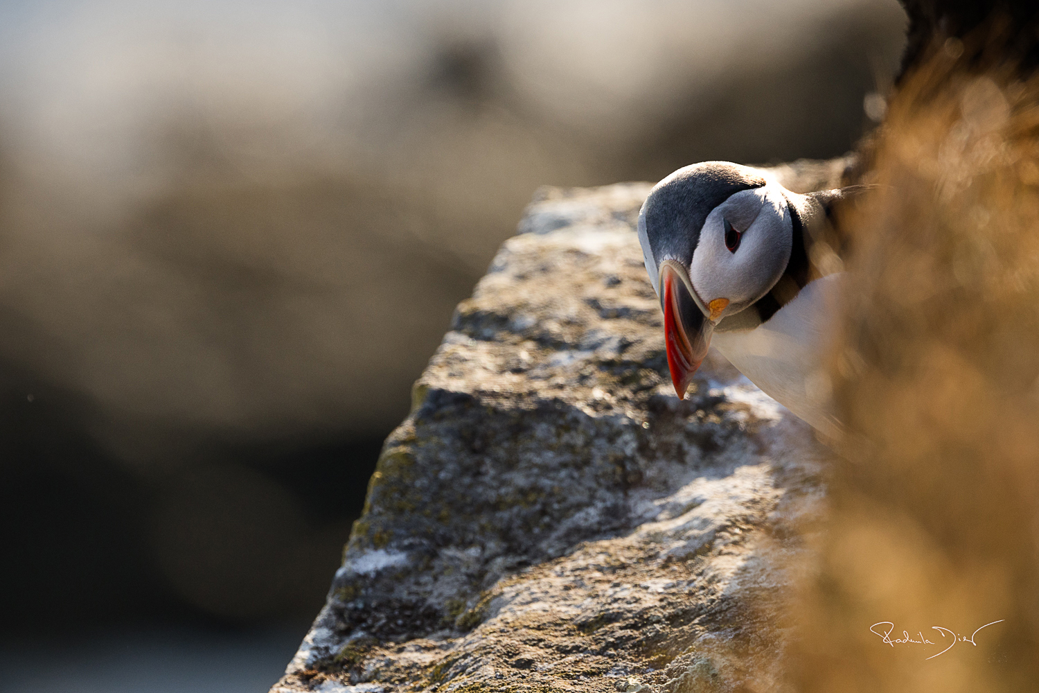 ein neugieriger Papageitaucher in West Island, Fotoreise Island mit Radmila Dier
