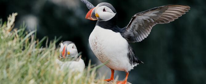 Papageientaucher auf Island