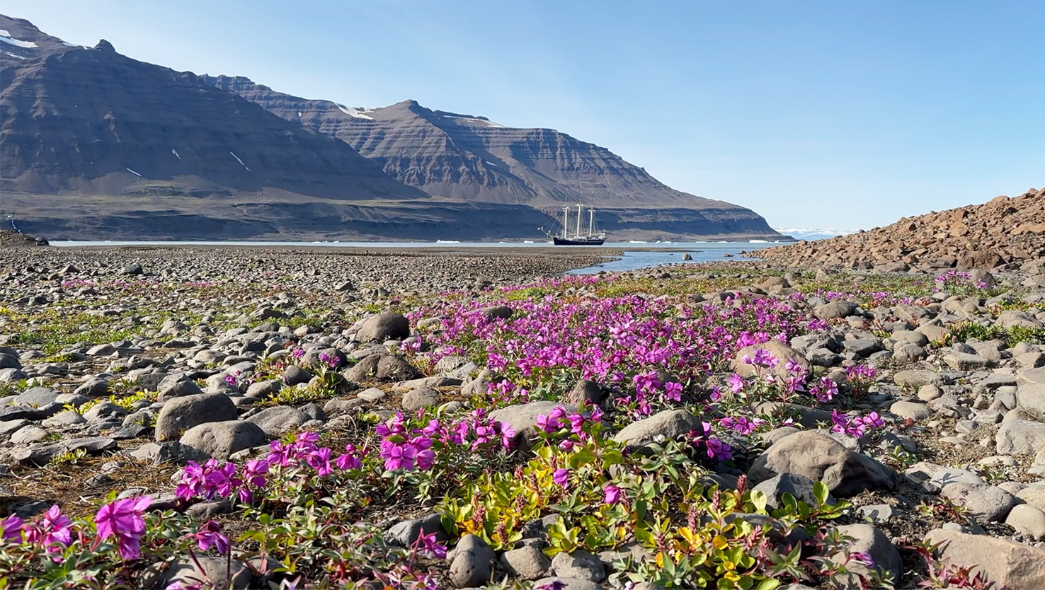 Blühender Dwarf Fireweed mit Expeditionsschiff in arktischer Landschaft