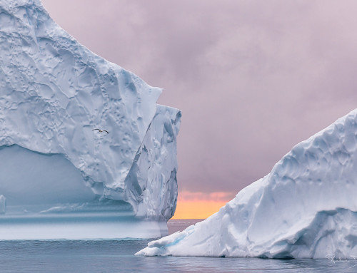 Ilulissat Eisfjord Fotoreise: Eiszauber und Naturschätze in Grönland