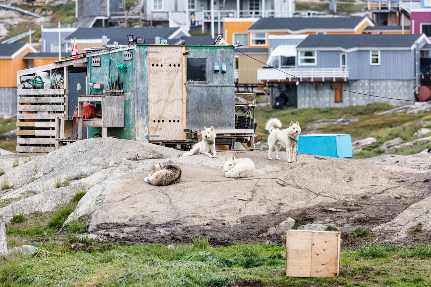 Ilulissat Schlittenhunde, Fotoreise Grönland