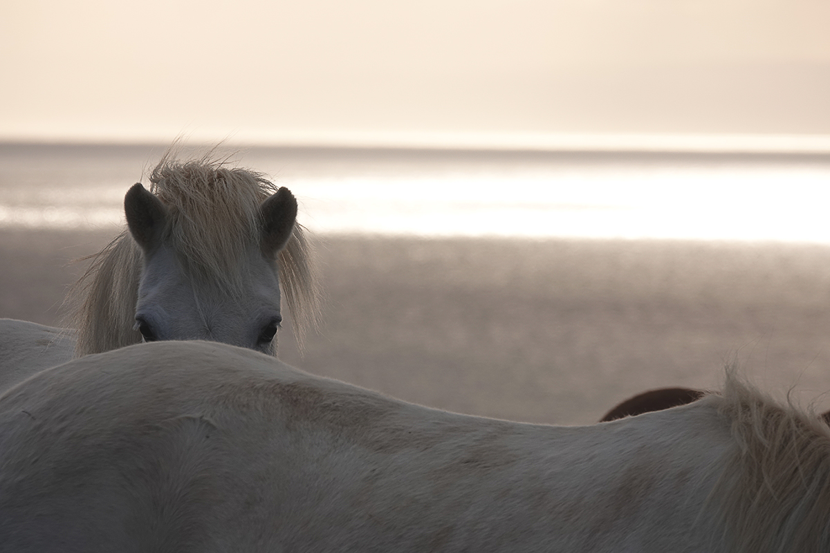 Islandpferde im Abendlicht – Lieblingsbild der Woche 49 | Hands on Camera Fotoreisen Islandpferd blickt über den Rücken eines zweiten Pferdes, silbernes Abendlicht über dem Meer in Nordisland, fotografiert von Tina Tillmann.