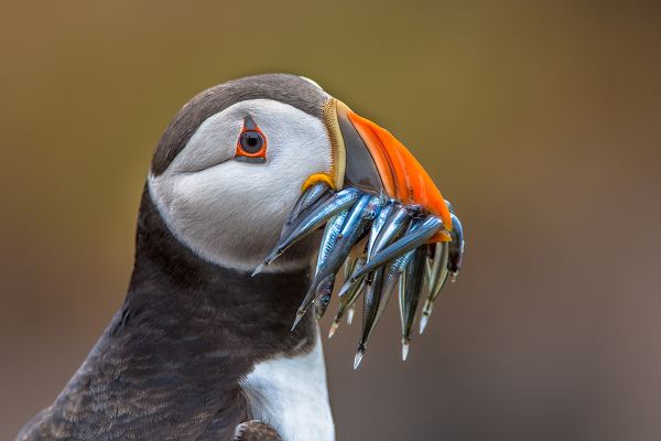Papageitaucher auf der Fotoreise Island Birds and Whales 2027