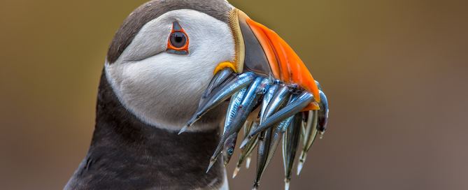 Papageientaucher mit Sandaalen im Schnabel, Fotoreise Westfjorde Latrabjarg, Island