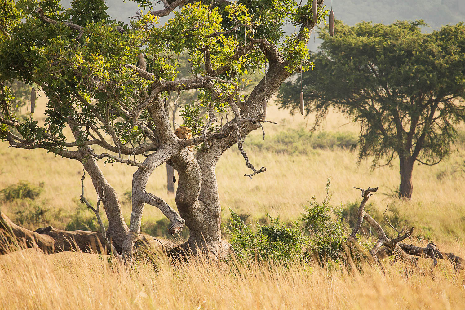 Baumlöwe ruht im Baum im Ishasha-Sektor in Uganda