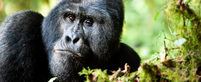 Berggorilla im Bwindi Impenetrable Forest in Uganda während der Mondberge-Fotosafari
