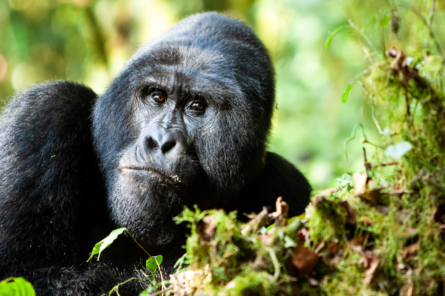 Berggorilla im Bwindi Impenetrable Forest in Uganda während der Mondberge-Fotosafari