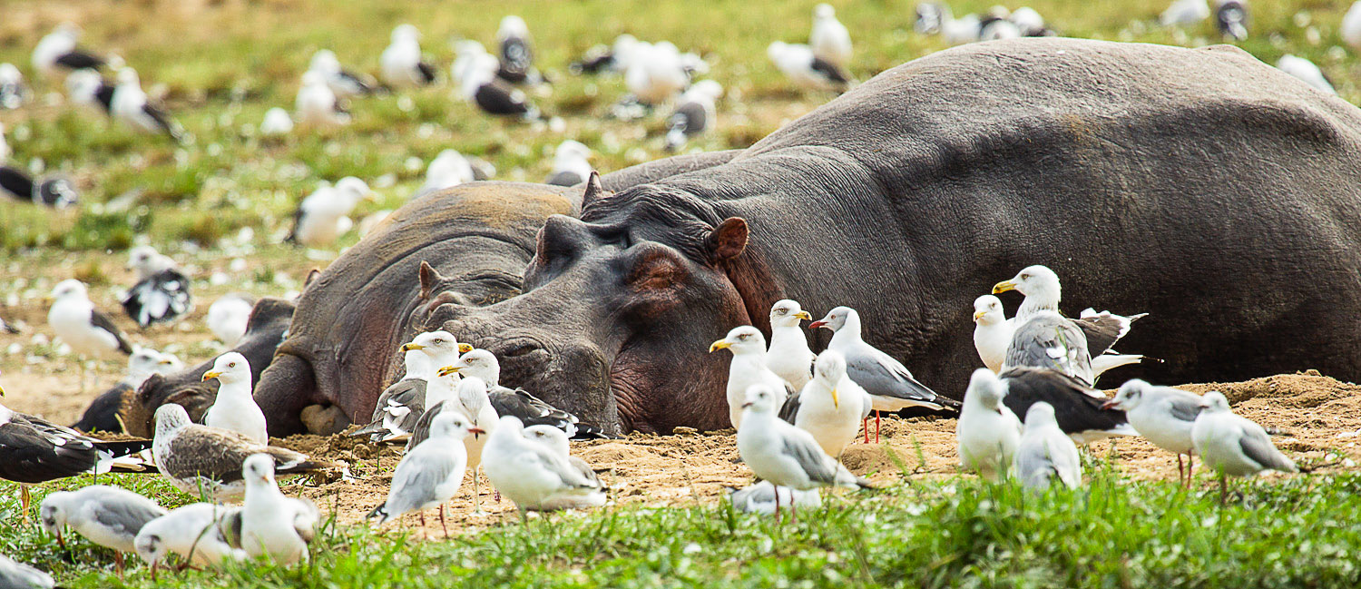 Flusspferd zwischen Vögeln am Wasser während einer Safari in Uganda