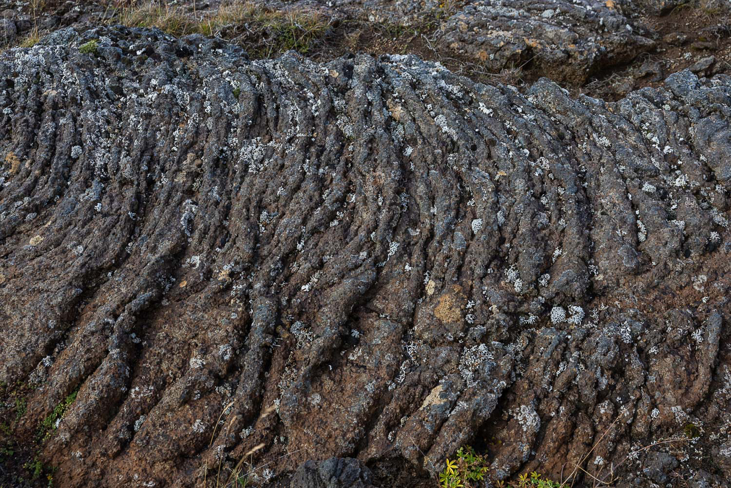 Detailaufnahme von verwitterter Lava bei Hveravellir im isländischen Hochland: gerippte Basalt- und Lava-Strukturen mit Flechten und Moos.