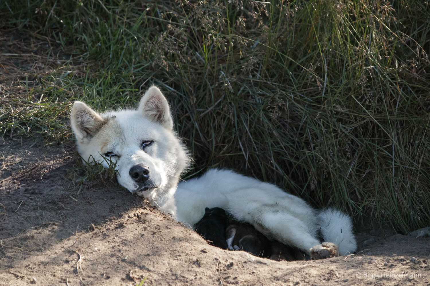 fotoreise_grönland_2025-109