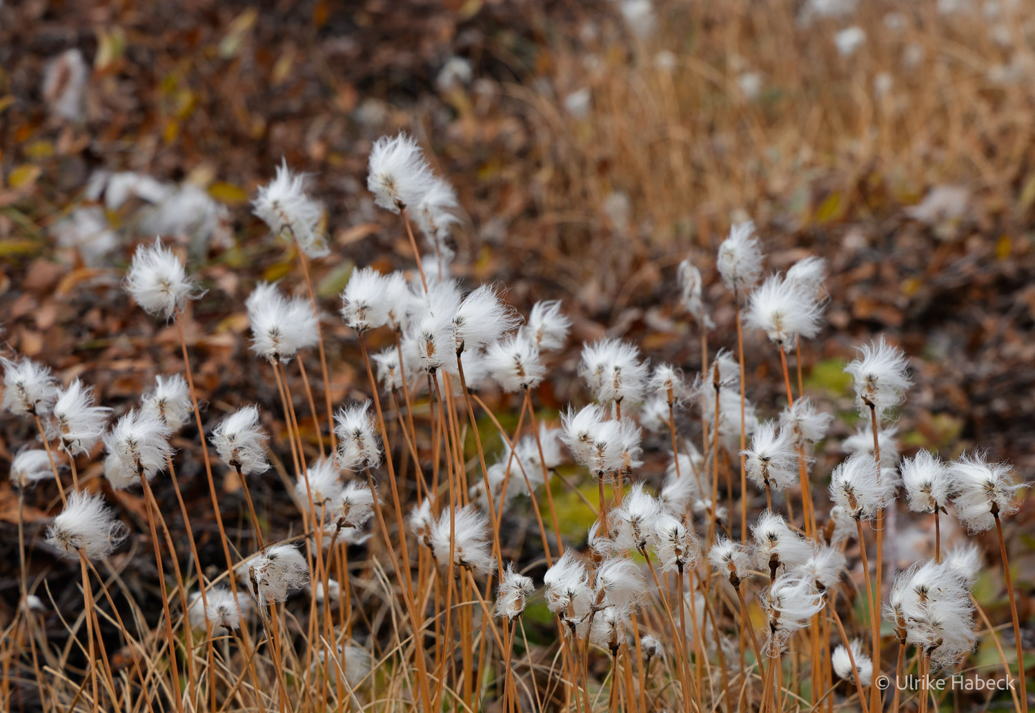 fotoreise_grönland_2025-156