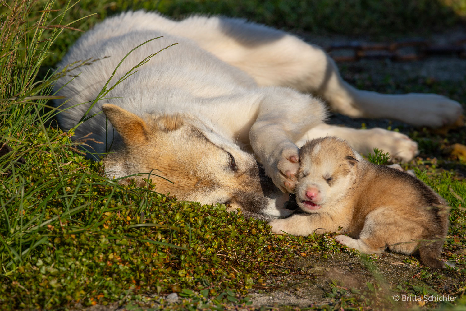 fotoreise_grönland_2025-194