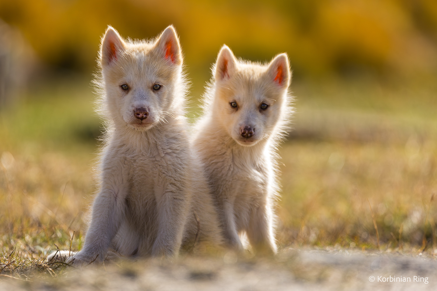 fotoreise_grönland_2025-207