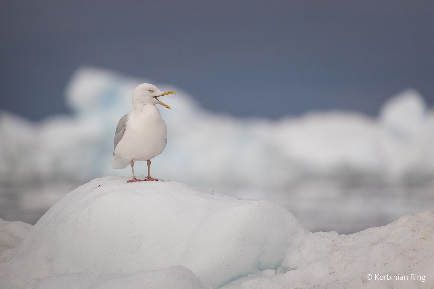 fotoreise_grönland_2025-219