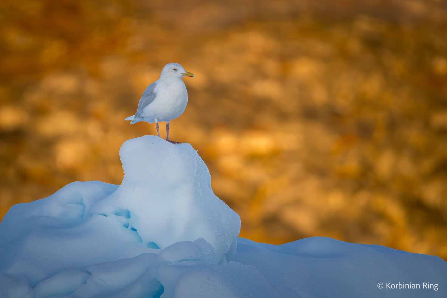 fotoreise_grönland_2025-221