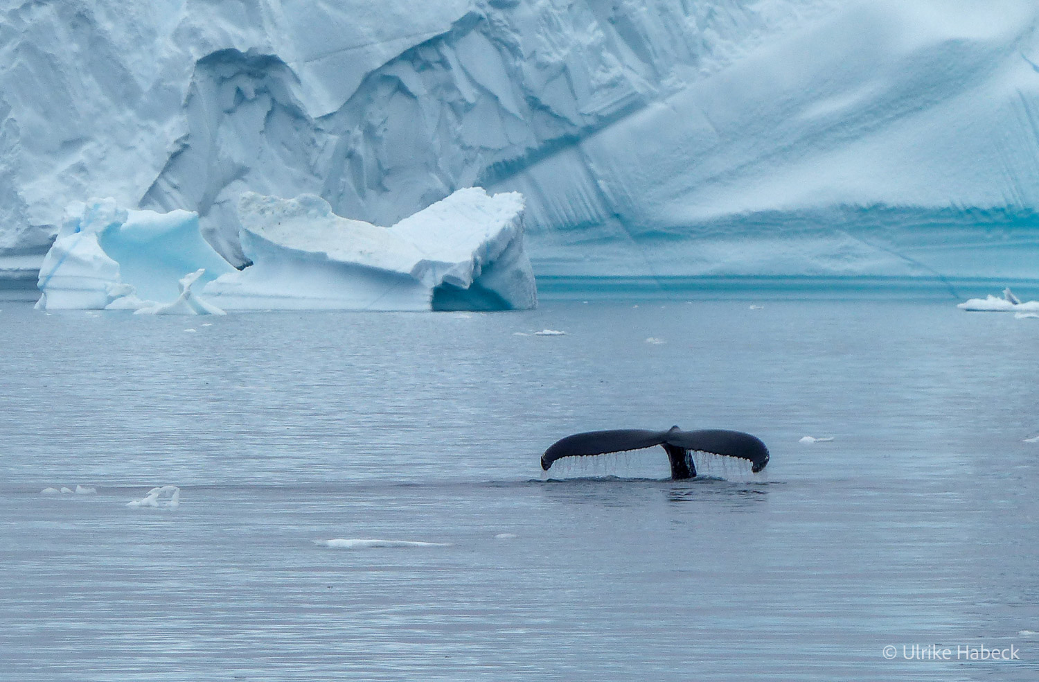 fotoreise_grönland_2025-232