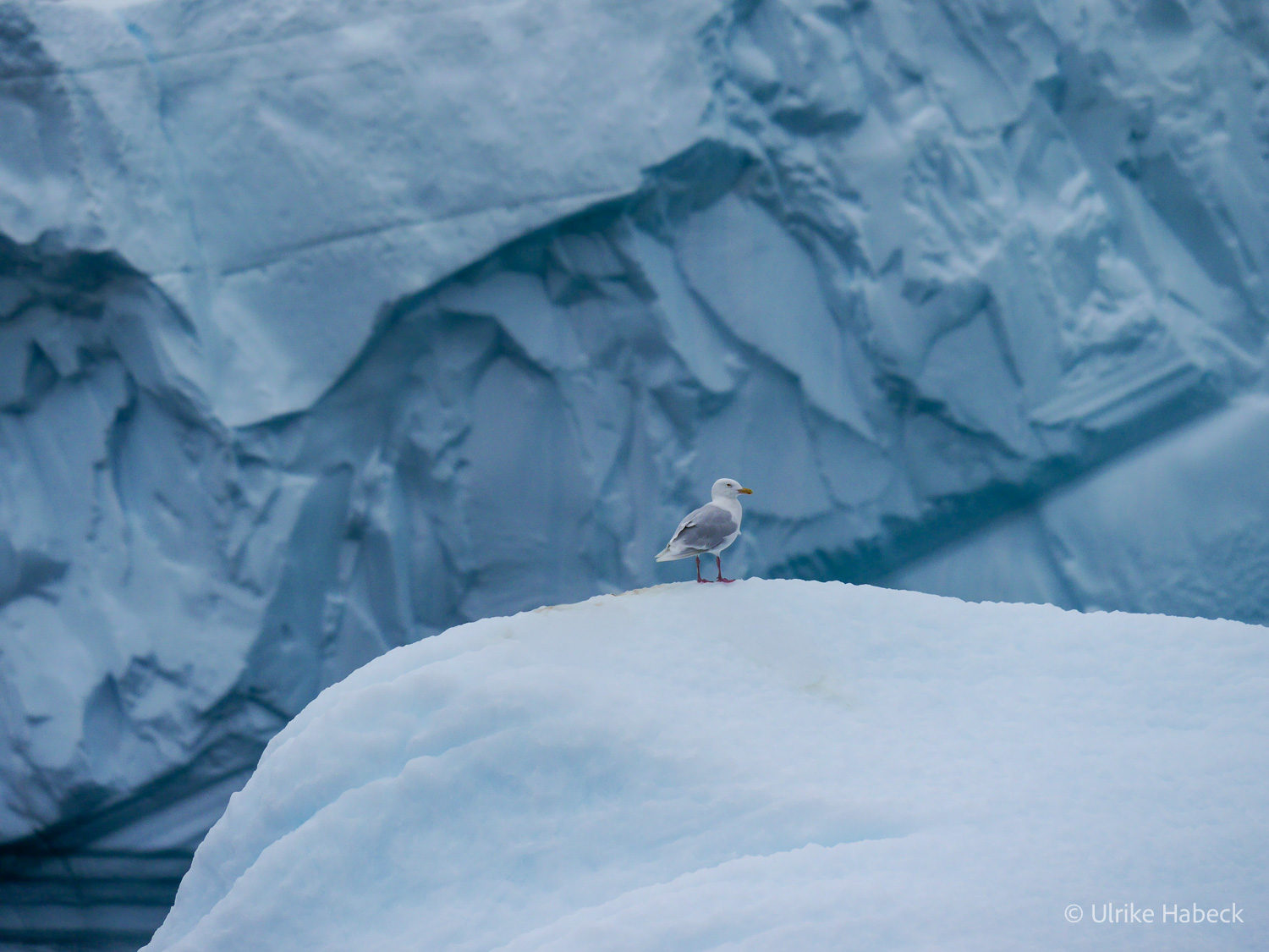 fotoreise_grönland_2025-235