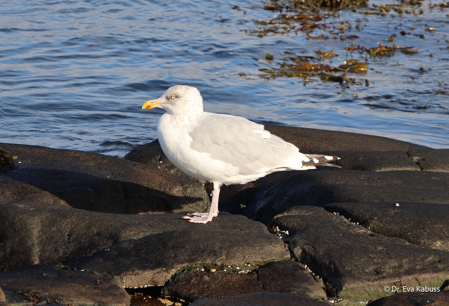 fotos-reisegruppe-island-oktober-2025-106