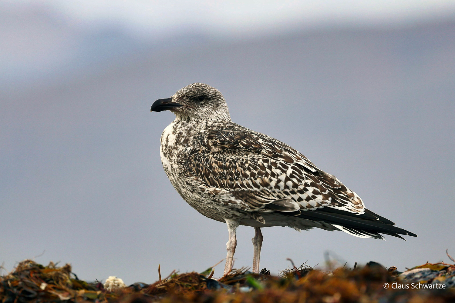 fotos-reisegruppe-island-oktober-2025-135