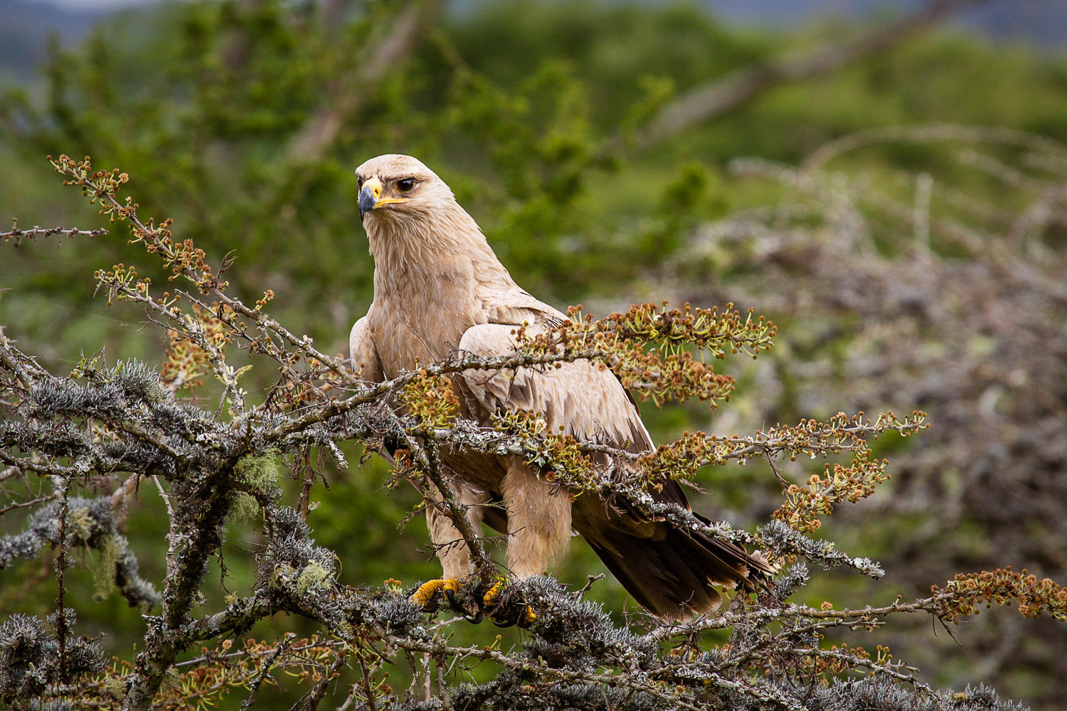 Greifvogel sitzt auf einem Ast während einer Safari in Uganda