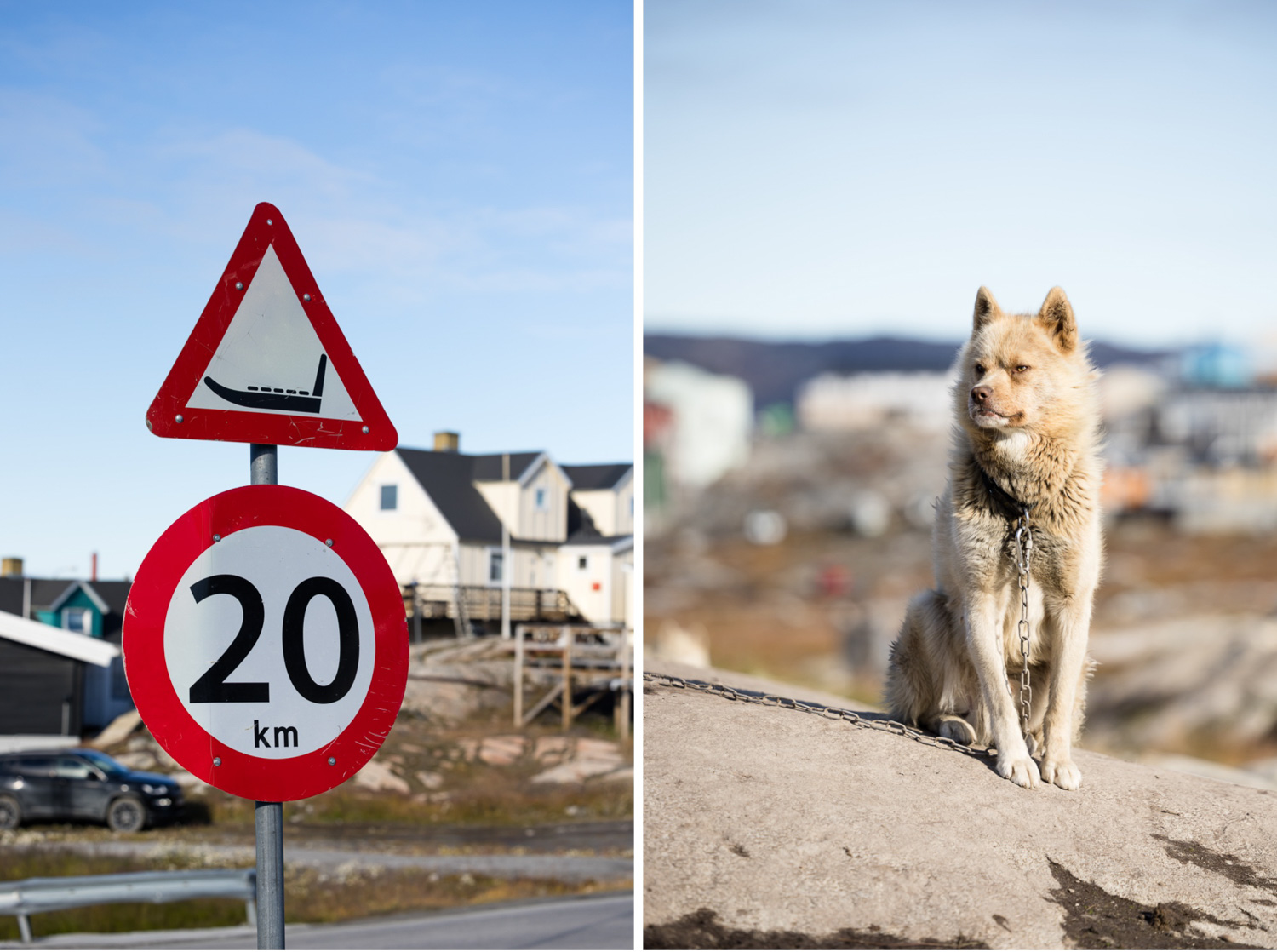 Schlittenhund in Ilulissat neben Verkehrsschild während einer Fotoreise nach Grönland