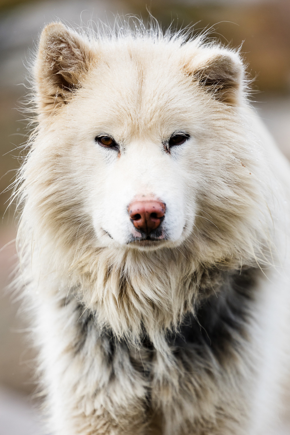 Porträt eines grönländischen Schlittenhundes in Ilulissat während einer Fotoreise nach Grönland