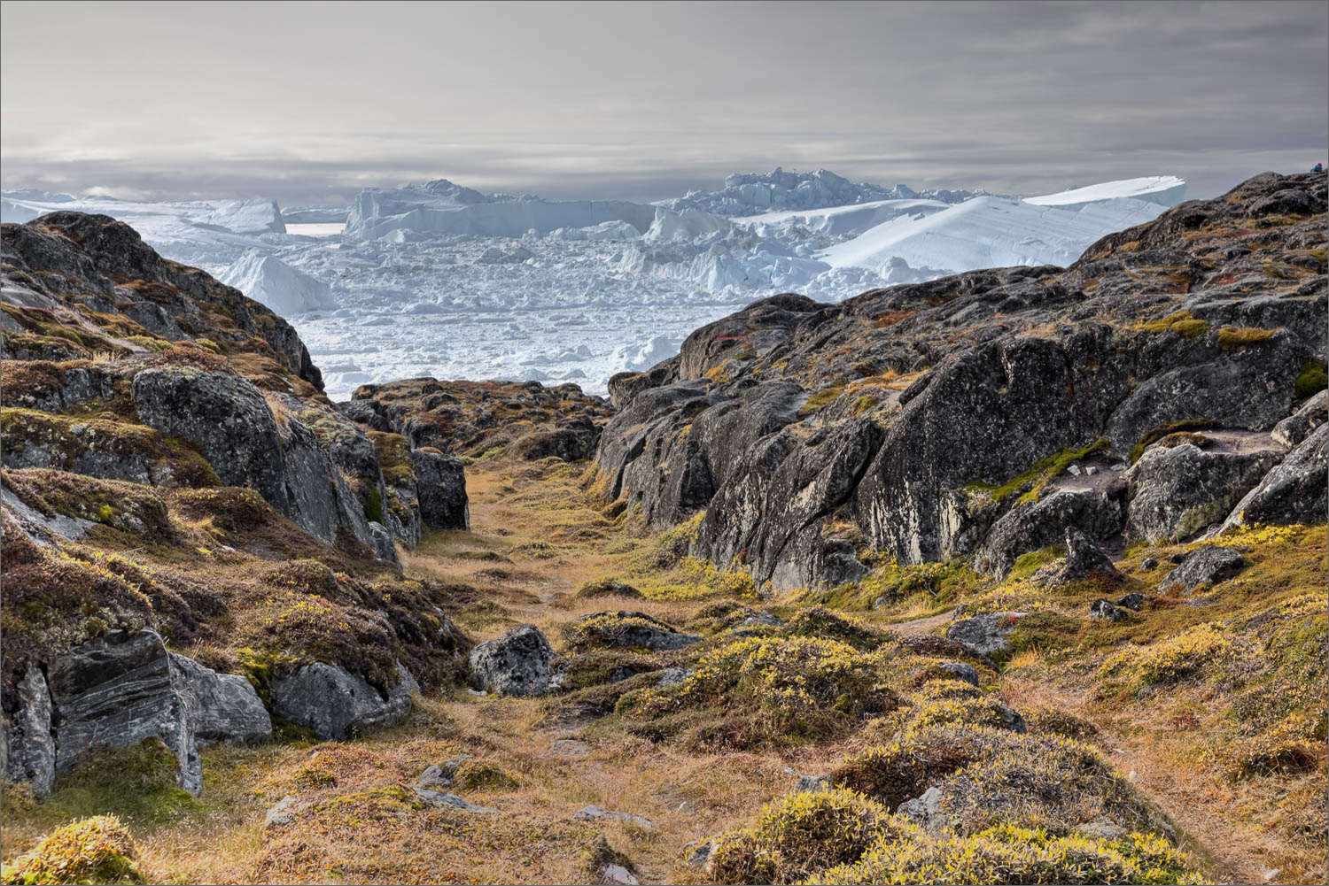 Blick von felsiger Tundralandschaft auf den Ilulissat Eisfjord mit dichtem Eisfeld während einer Fotoreise nach Grönland