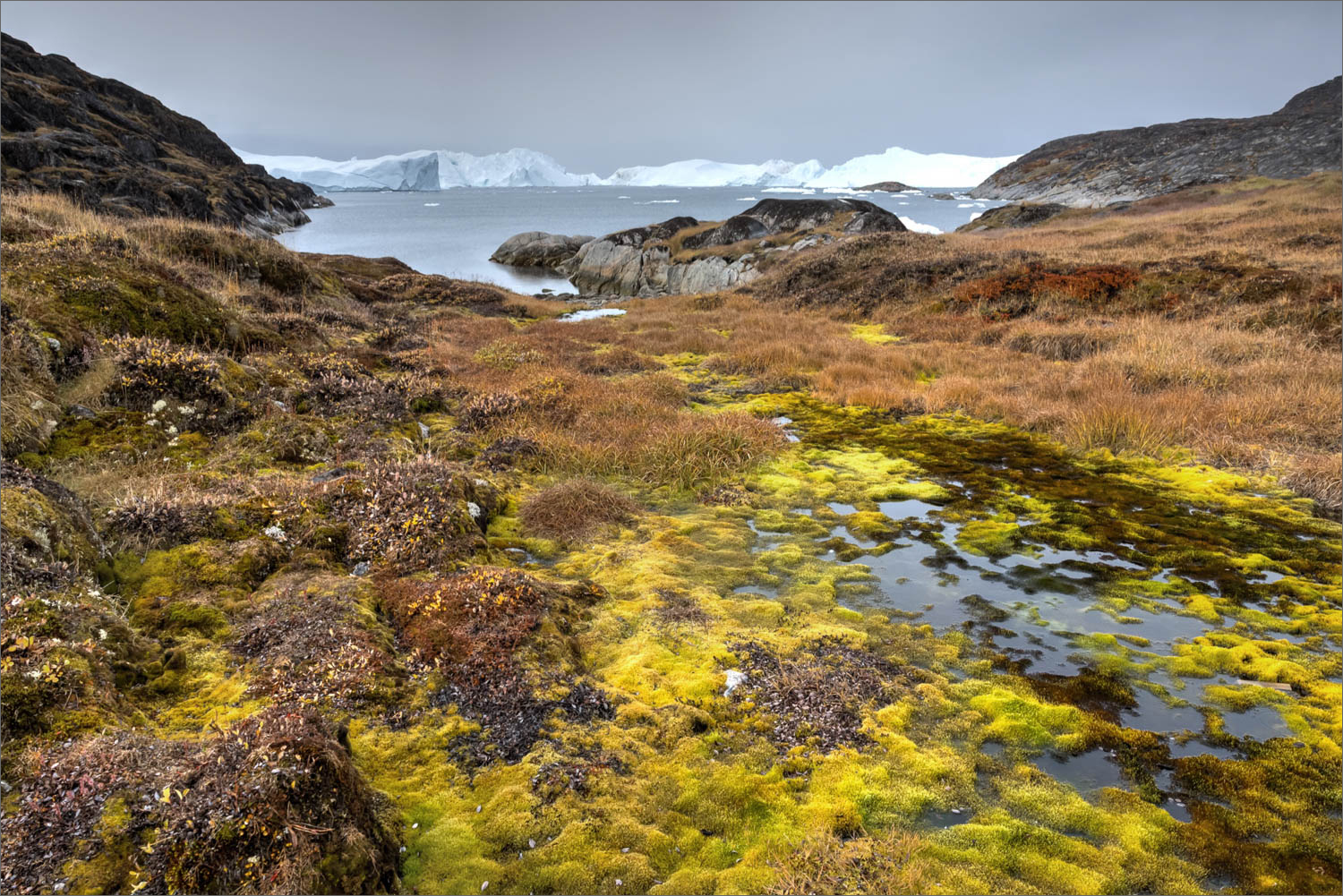 Moosreiche Tundralandschaft oberhalb von Ilulissat mit Wasserflächen und Blick auf die Diskobucht während einer Fotoreise nach Grönland
