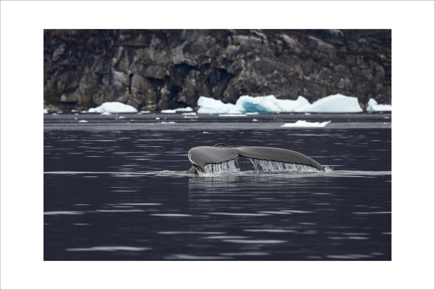 Walfluke eines Buckelwals in der Diskobucht während einer Bootsfahrt auf einer Fotoreise nach Grönland