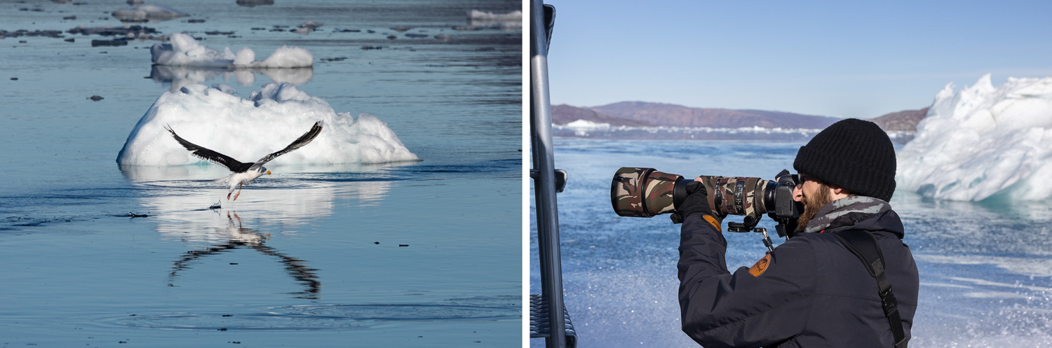 Seevogel landet auf einer Eisscholle in der Diskobucht, Fotograf fotografiert vom Boot aus die arktische Tierwelt in Grönland.