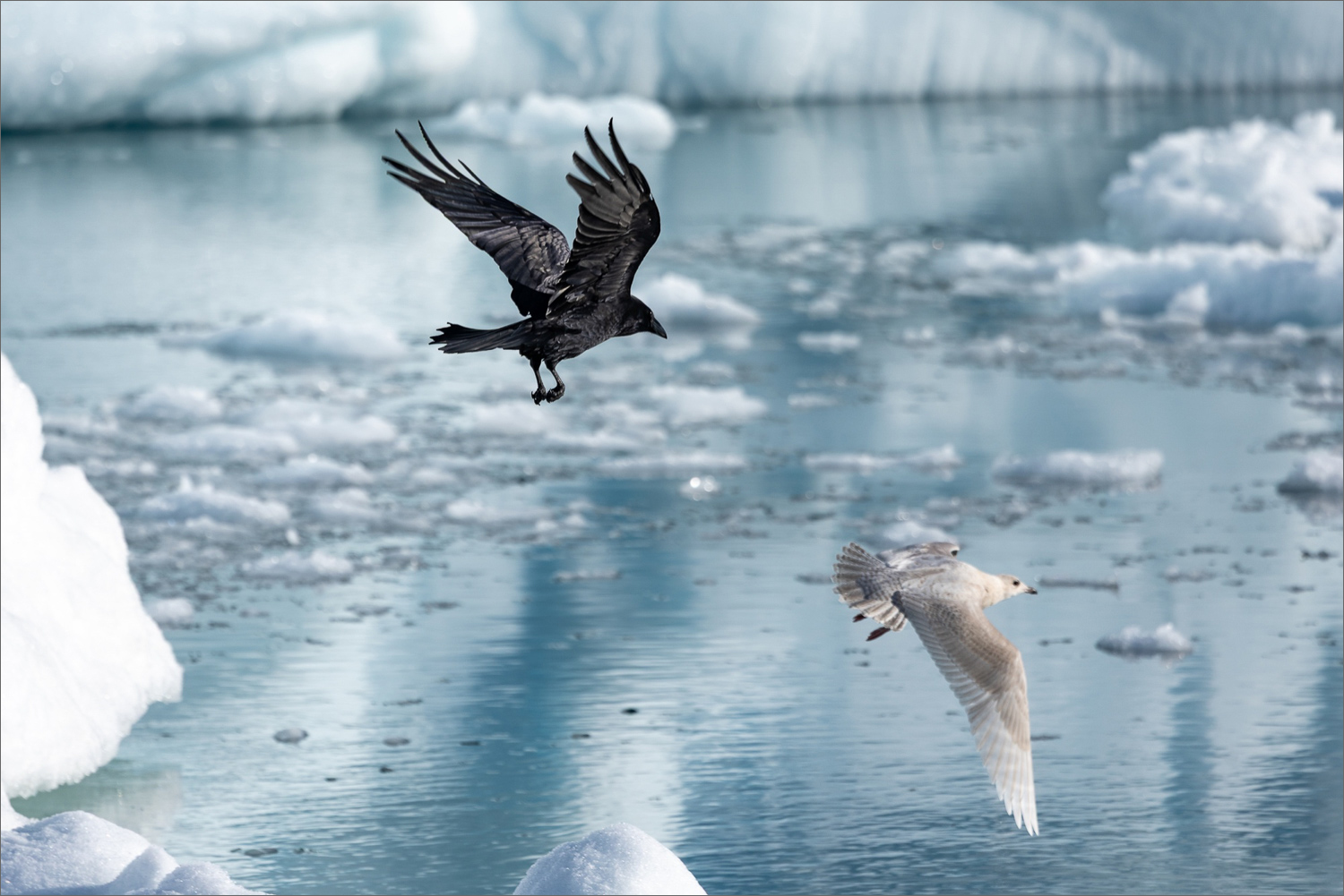 Kolkrabe und Eismöwe über treibenden Eisschollen in der Diskobucht bei Ilulissat, Westgrönland