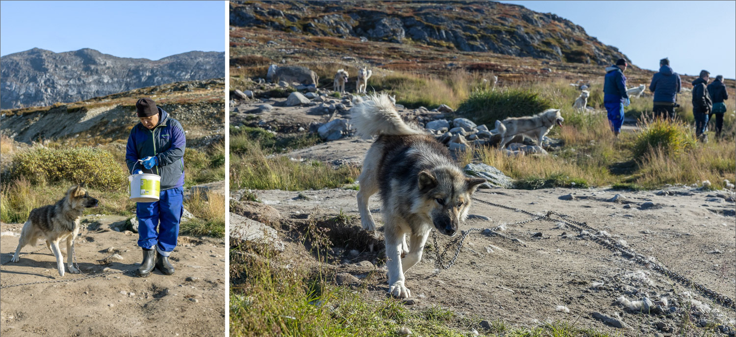 Grönlandhunde bei einer traditionellen Hundestation in Westgrönland, angeleint in der Tundra nahe einer Siedlung