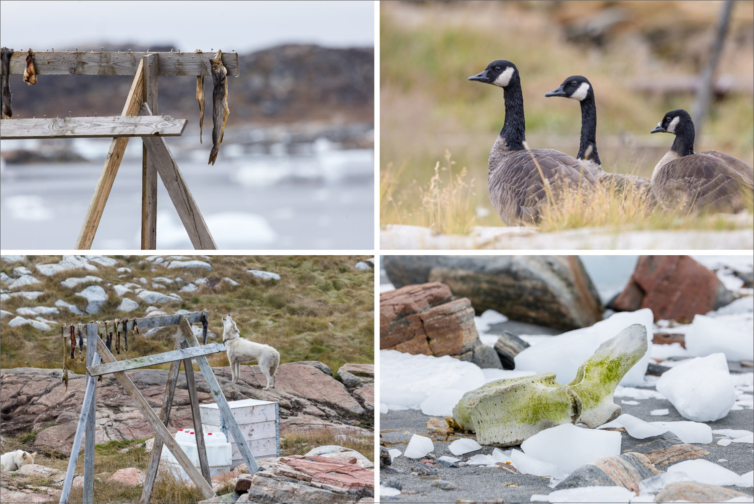 Alltag in Westgrönland mit getrocknetem Fisch, Schlittenhund, Kanadagänsen und Walwirbel an der Diskobucht