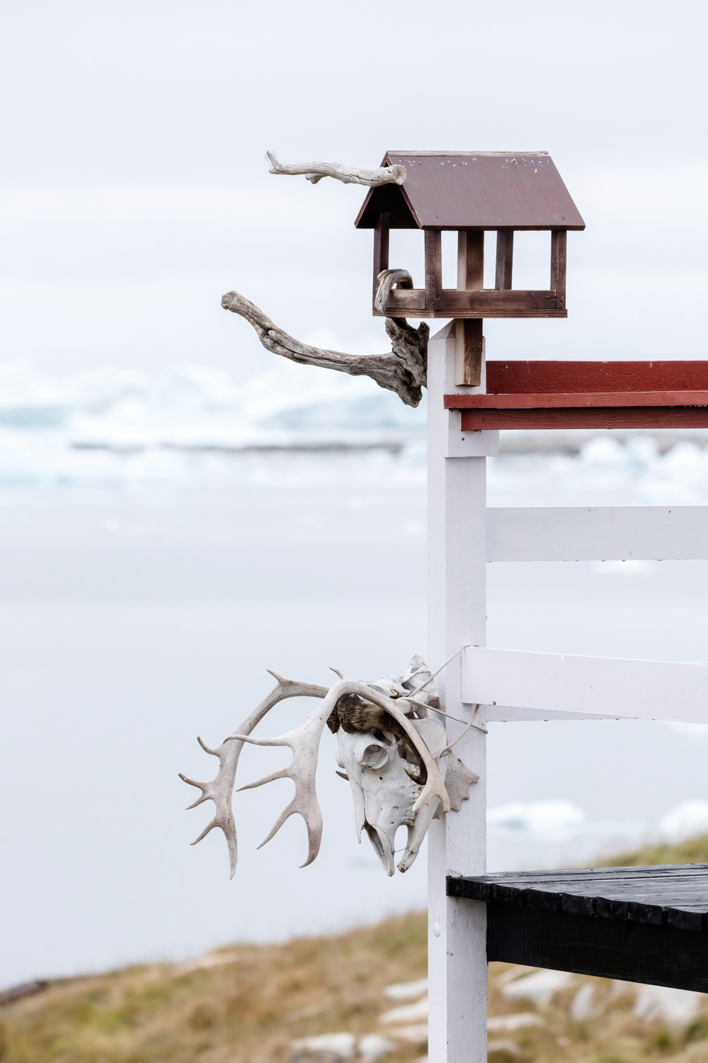 Rentierschädel mit Geweih in Westgrönland an der Diskobucht, Zeichen traditioneller Jagdkultur