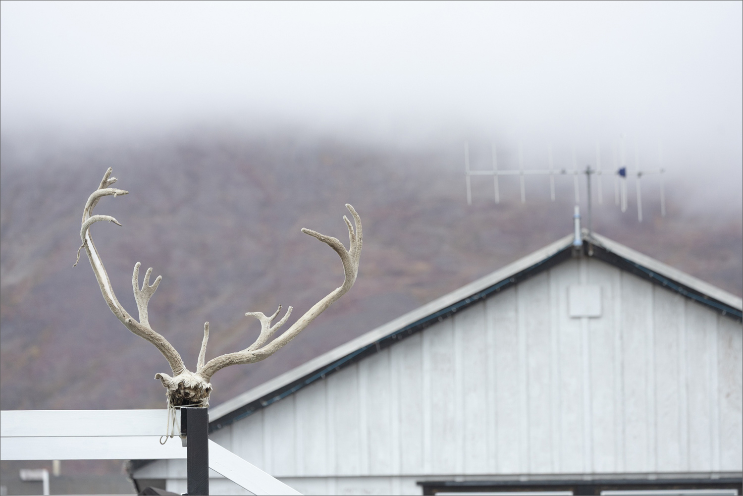 Rentiergeweih auf Haus in Westgrönland mit Nebel und arktischer Landschaft im Hintergrund