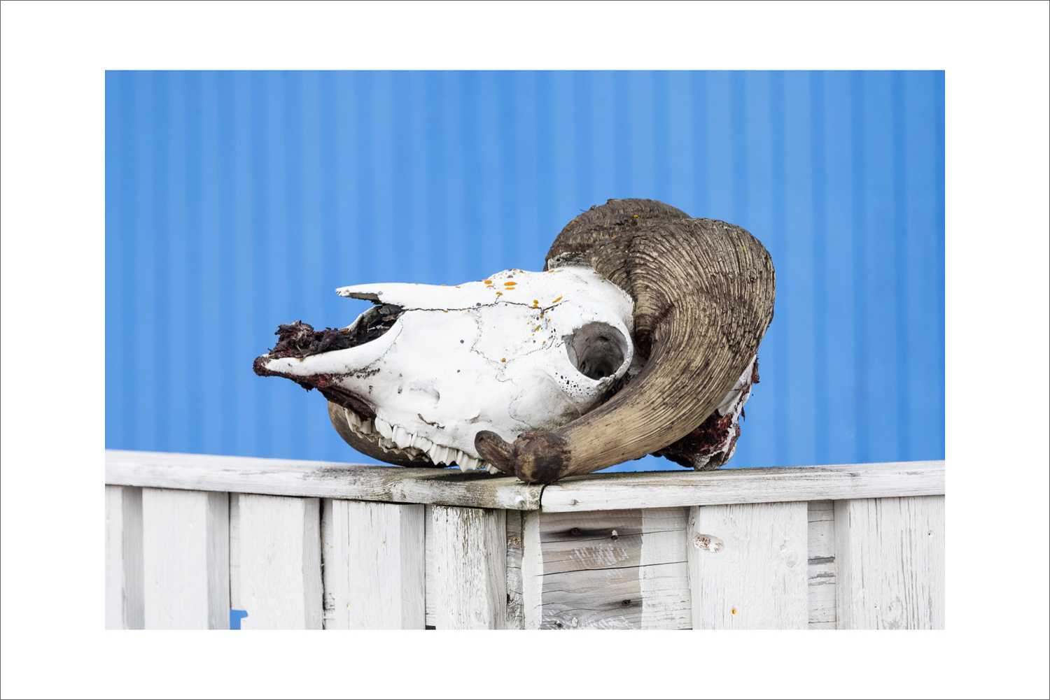 Rentierschädel mit Geweih auf Zaun in Westgrönland vor blauer Hauswand