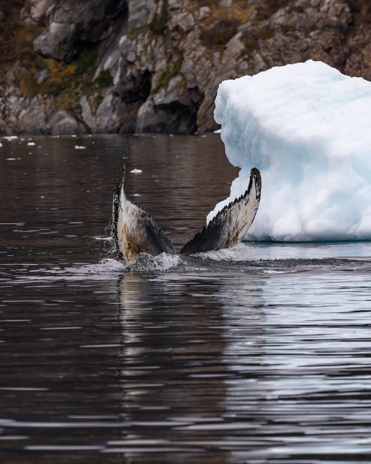 Buckelwal-Fluke neben Eisberg in der Diskobucht, Westgrönland – Tierbeobachtung auf Fotoreise