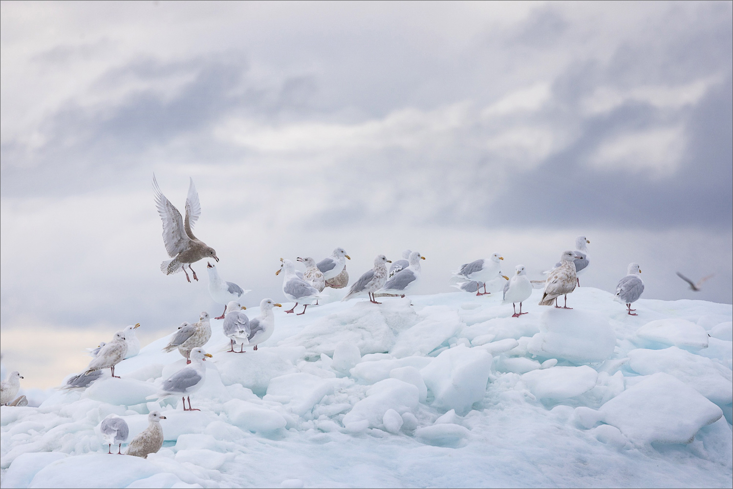 Eismöwen und Silbermöwen sitzen auf einem treibenden Eisberg in der Diskobucht vor Westgrönland, arktische Vogelwelt im Spätsommer.