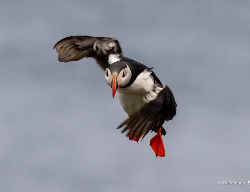 Fotoreise Island Birds & Whales 2026 – Fotos der Reisegruppe