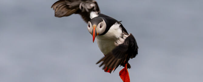 Papageitaucher im Flug auf der Island Birds & Whales Fotoreise 2026