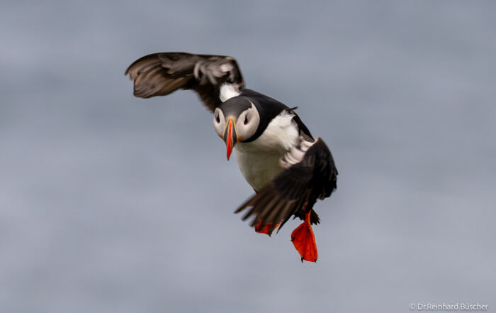 Papageitaucher im Flug auf der Island Birds & Whales Fotoreise 2026