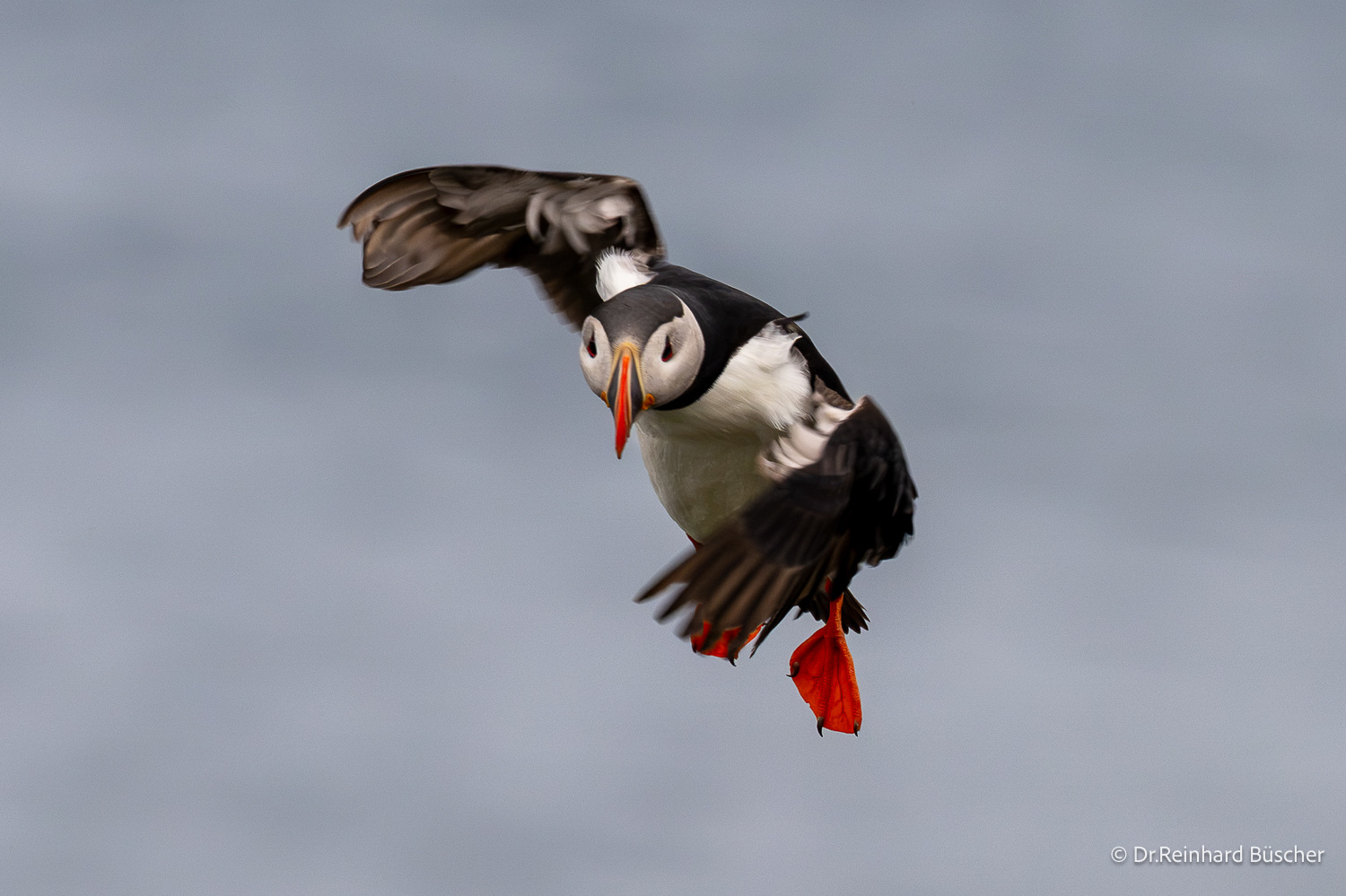 Papageitaucher im Flug – Island Birds & Whales 2026 Papageitaucher im Flug auf der Island Birds & Whales Fotoreise 2026