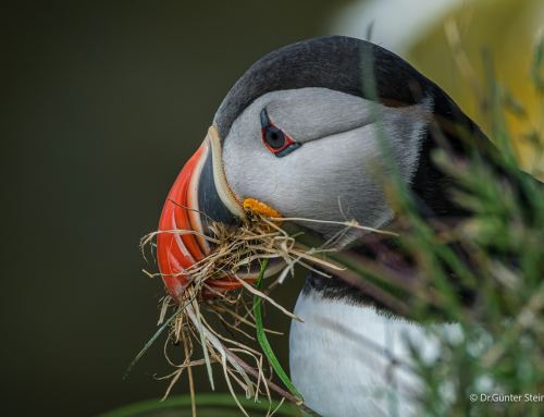 Lieblingsfoto #41/2026 – Papageitaucher am Látrabjarg – ein Schnabel voller Halme