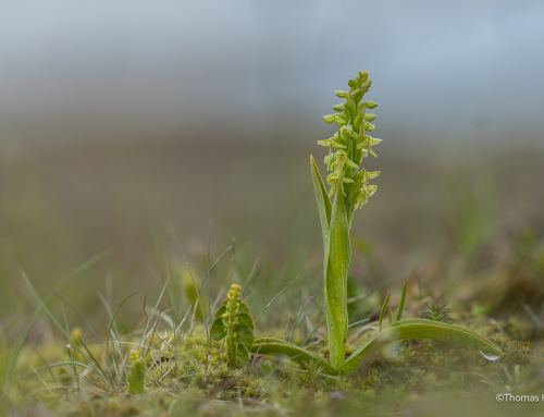 Lieblingsfoto #42/2026 – Wilde Orchidee auf Island