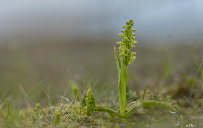 Gelbgrün blühende wilde Orchidee zwischen Moos und Gräsern auf Snæfellsnes, Island, vor weich verschwommenem Hintergrund.