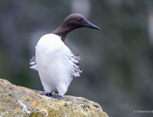 Lieblingsfoto #43/2026 – Trottellumme am Látrabjarg